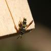 Leucospis sp.